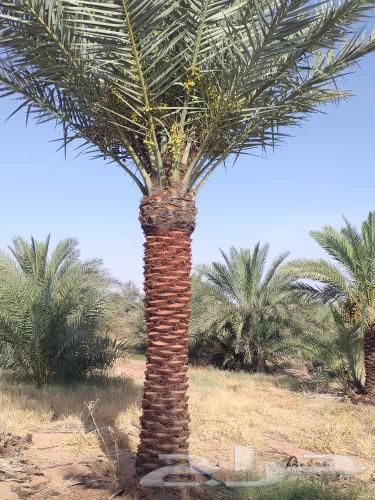 نخل للبيع مع واصل جده مكة إخلاص سكري برحي برني631181400165151110