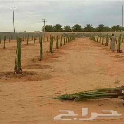 نخل للبيع مع واصل جده مكة إخلاص سكري برحي برني63118140016515113