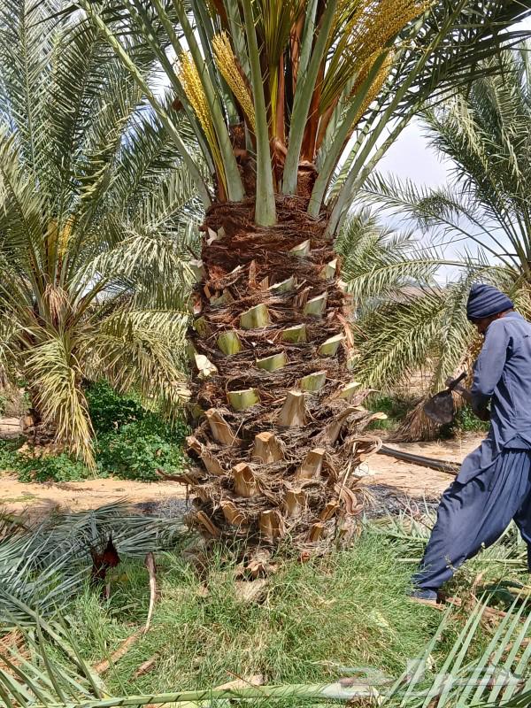 نخل للبيع مع واصل جده مكة إخلاص سكري برحي برني63118140016515111