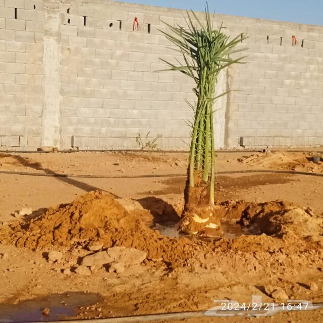 نخل للبيع مع واصل جده مكة إخلاص سكري برحي برني63118140016515114