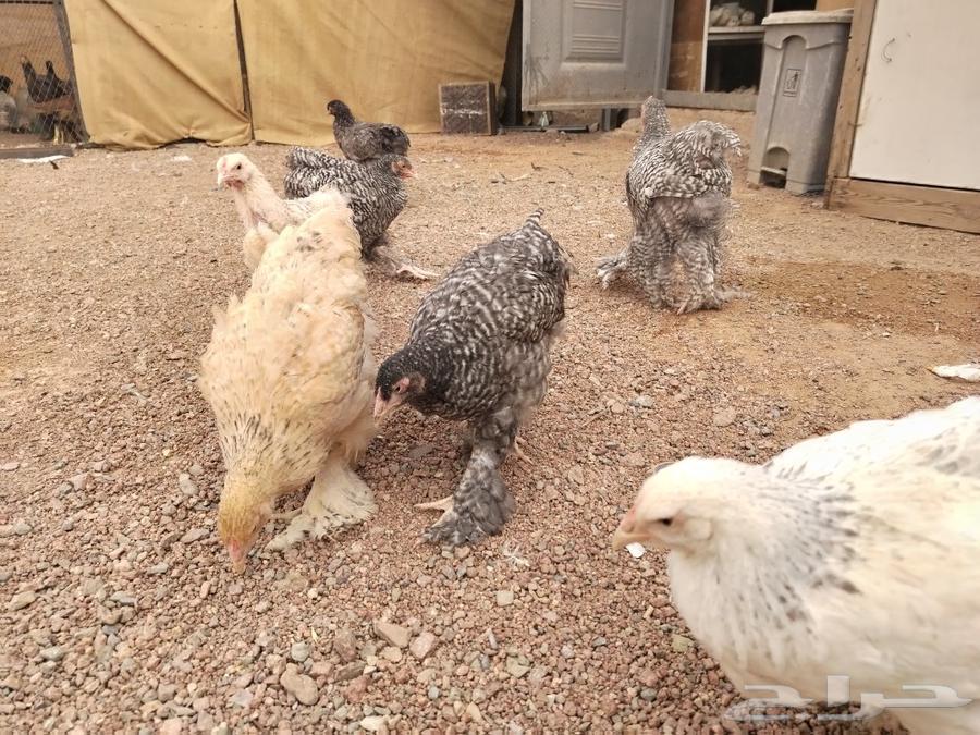 Brahma chicken, premium level (sold)63177707502978111