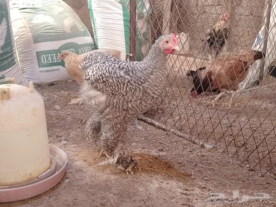 Brahma chicken, premium level (sold)63177707502978113