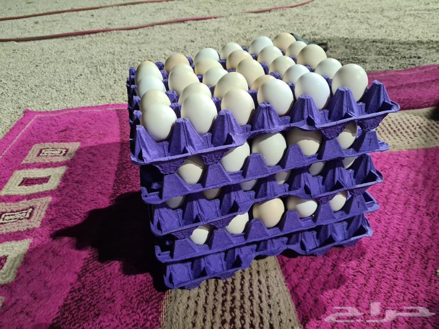 Local eggs63178629975681111