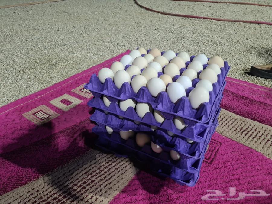 Local eggs63178629975681112