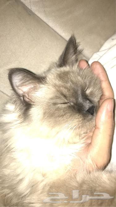 A friendly cat available for adoption63177332825858113