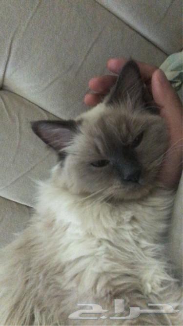 A friendly cat available for adoption63177332825858111