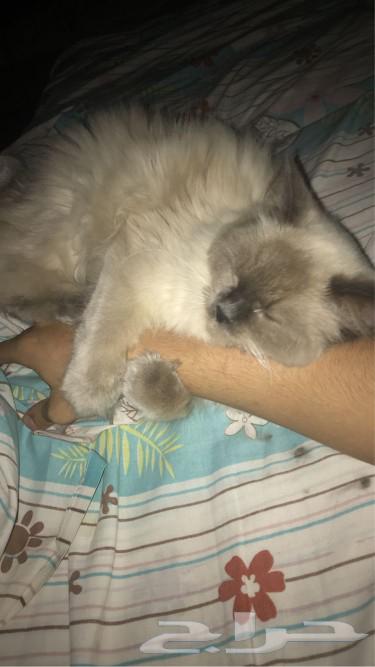 A friendly cat available for adoption63177332825858112