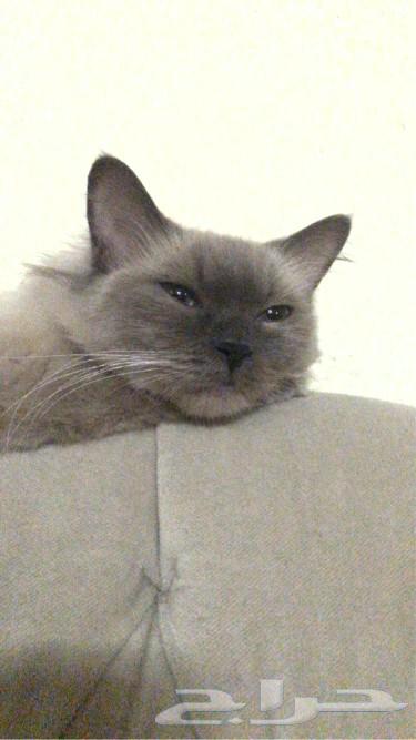 A friendly cat available for adoption63177332825858114