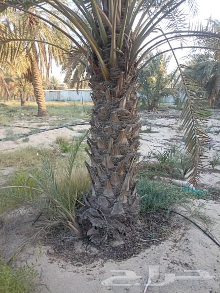 نجيل طبيعي63021311450881114