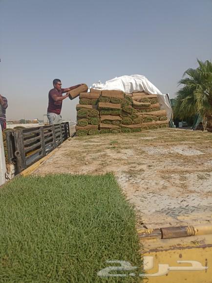 نجيل طبيعي63021311450881111