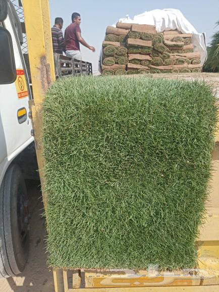 نجيل طبيعي63021311450881117