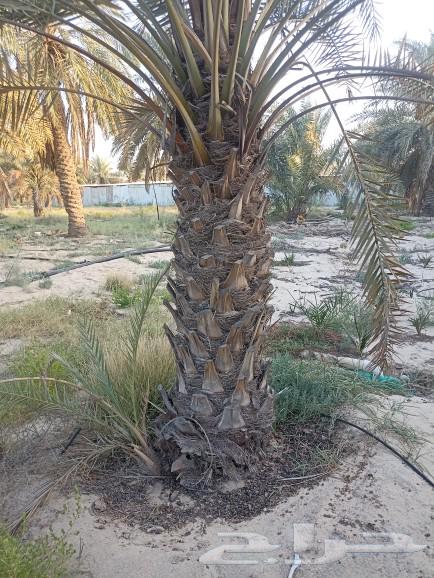 نجيل طبيعي63021311450881113
