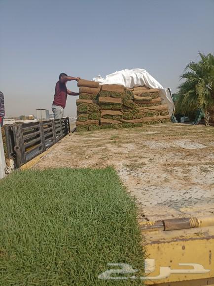 نجيل طبيعي63021311450881112