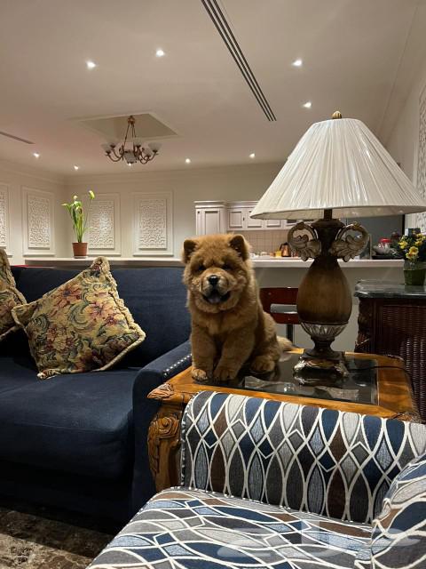 Chow Chow dog for sale63177340530562112