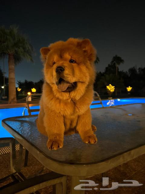 Chow Chow dog for sale63177340530562113
