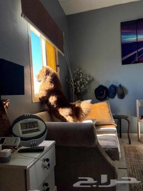 Chow Chow dog for sale63177340530562111