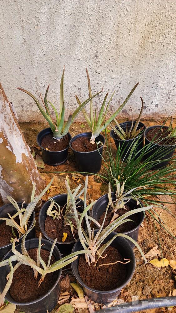 Aloe vera plant.63177329505154113