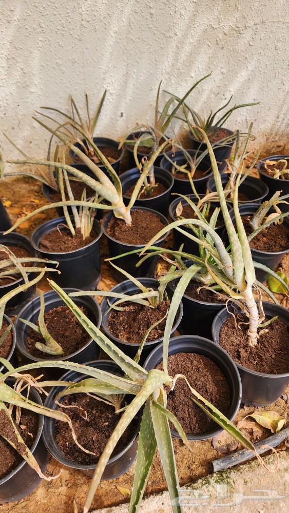 Aloe vera plant.63177329505154111