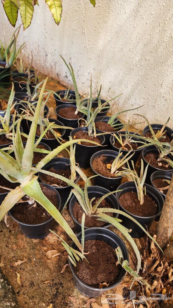 Aloe vera plant.63177329505154114