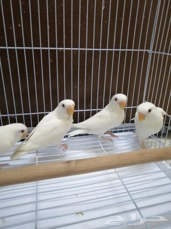 Frokh Roj Albino reached the end of the night.63178175574145112