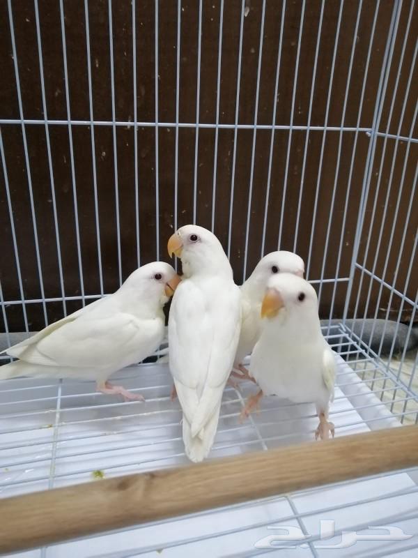 Frokh Roj Albino reached the end of the night.631781755741451122