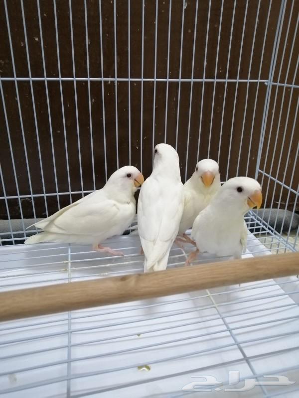 Frokh Roj Albino reached the end of the night.63178175574145114