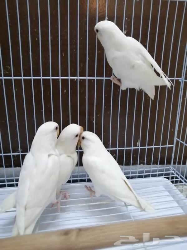 Frokh Roj Albino reached the end of the night.63178175574145111