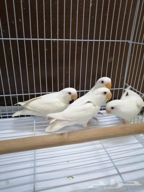 Frokh Roj Albino reached the end of the night.63178175574145113