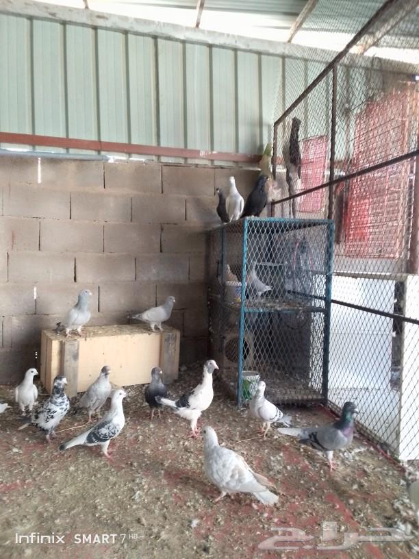 Syrian hamam and carrier pigeon producer63177688345602110