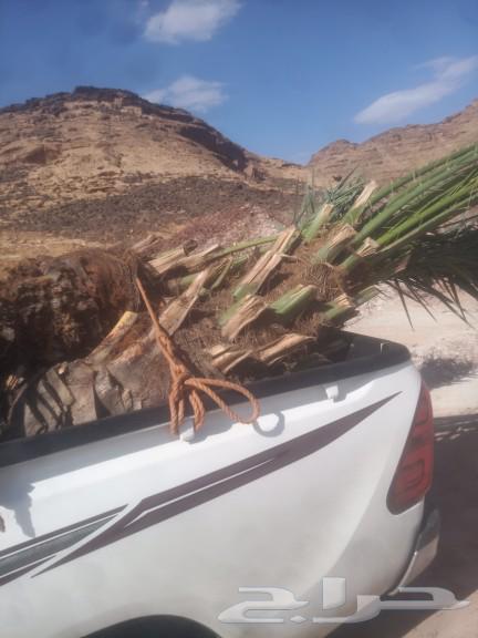 العريسه63116356345345111