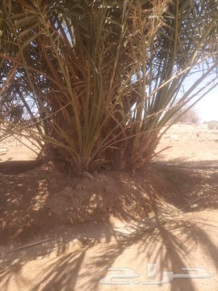 العريسه63116356345345111