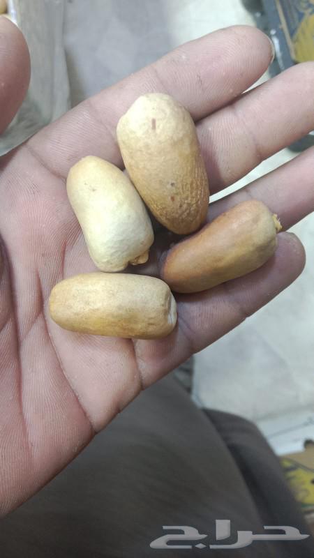 العريسه63116356345345112