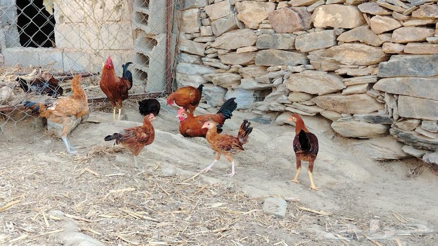 دجاج باكستاني مهجن العمر شهرين ونص63178187522946111