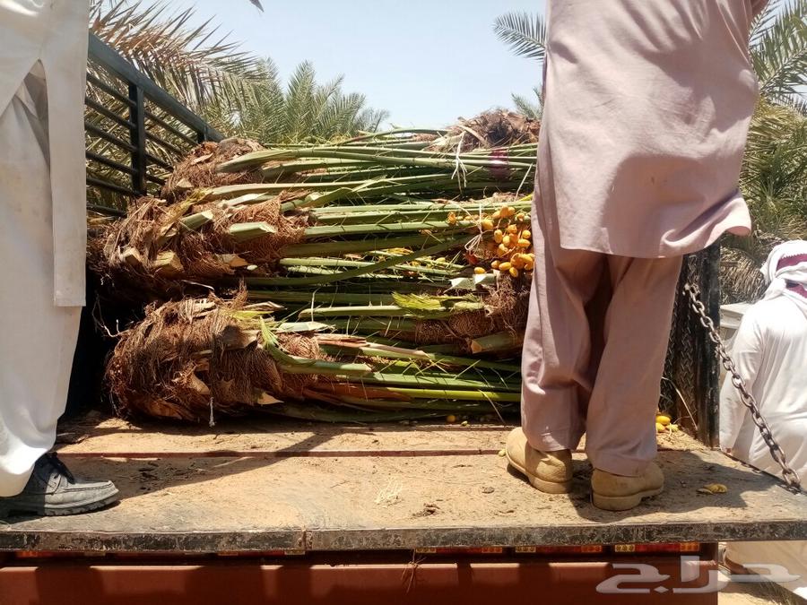 نخل إخلاص سكري صقعي شيشي نبوت سلطان63175480002051111