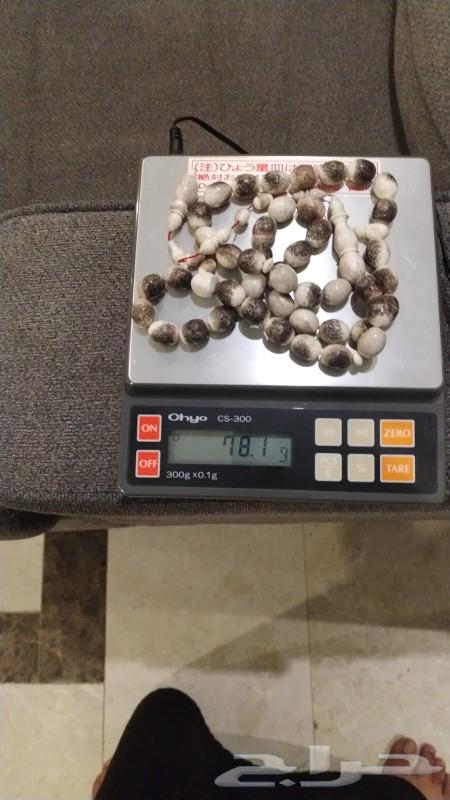سبحة قرن غزال الاليل الأوروبي63175008902403111
