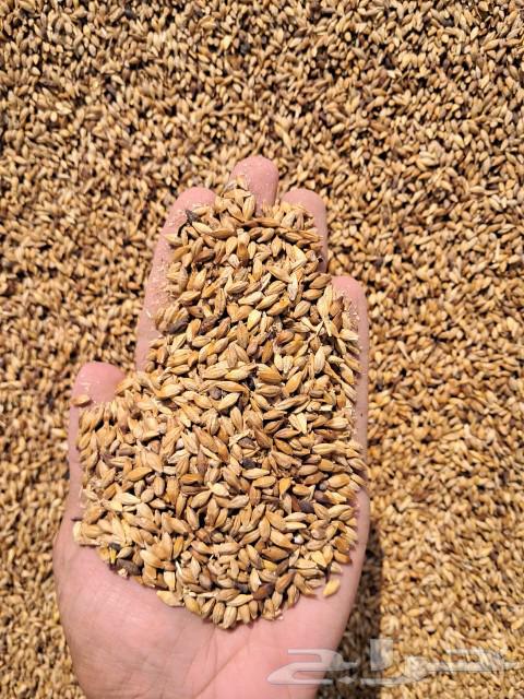 Barley grade 263175934925826112
