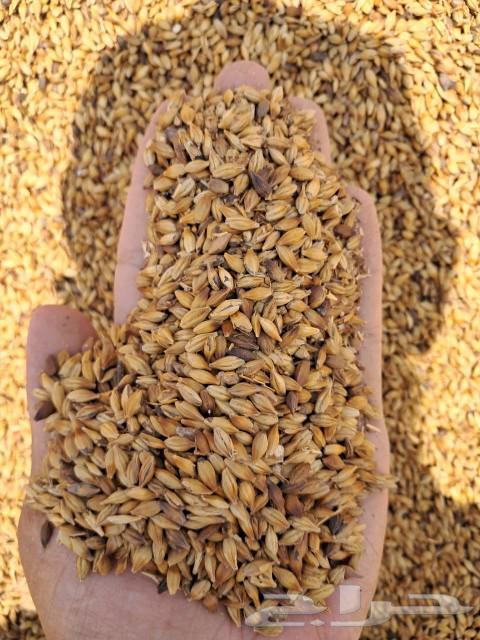 Barley grade 263175934925826111