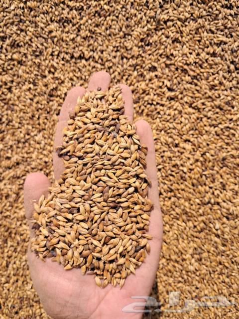 Barley grade 263175934925826114