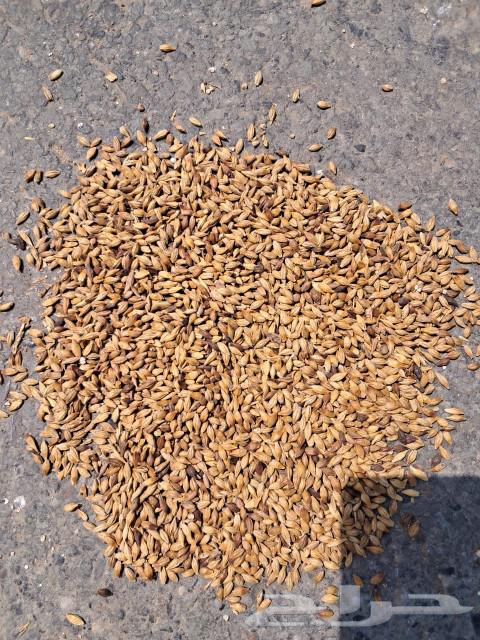 Barley grade 263175934925826113