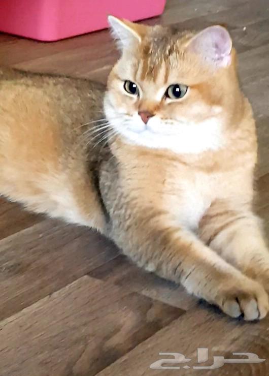 سكوتش للبيع63176374579843119