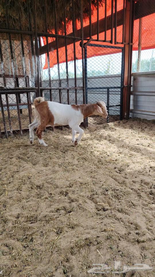 Hybrid goat milk burghul63278228761731114
