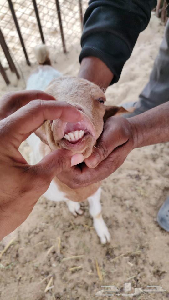 Hybrid goat milk burghul63278228761731110
