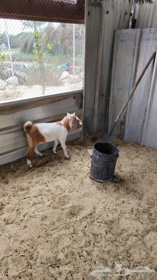 Hybrid goat milk burghul63278228761731111