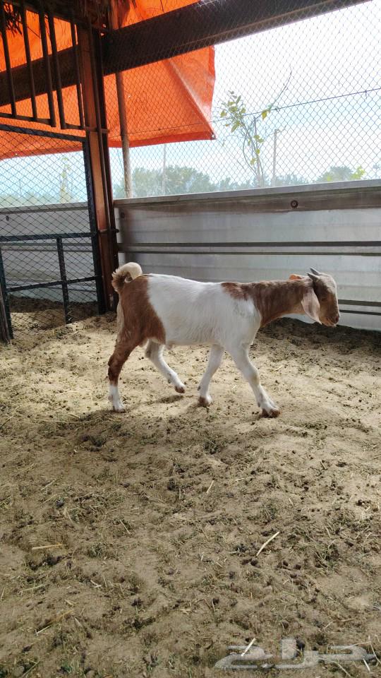 Hybrid goat milk burghul63278228761731113