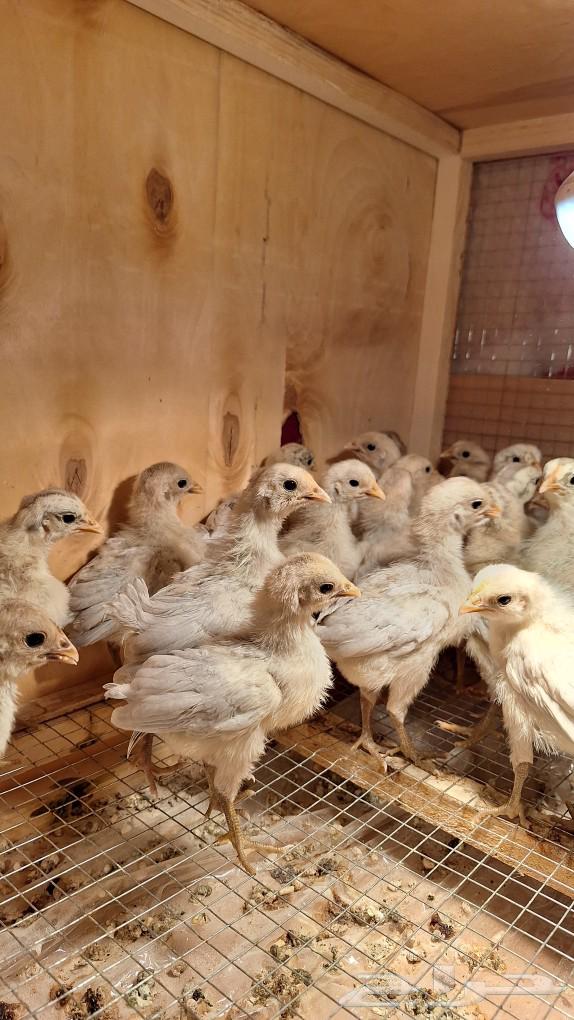 Chicks chicks63175023842307111