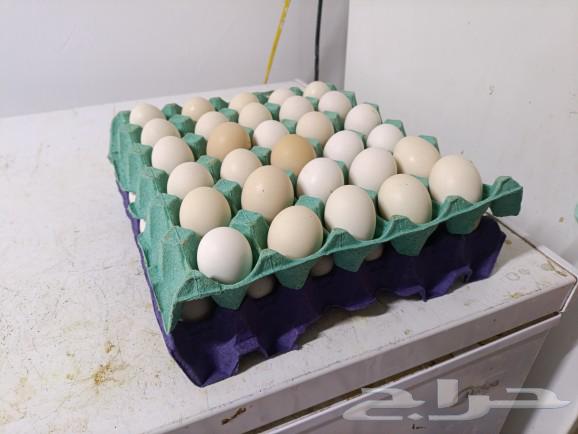 Local eggs63175931242625111