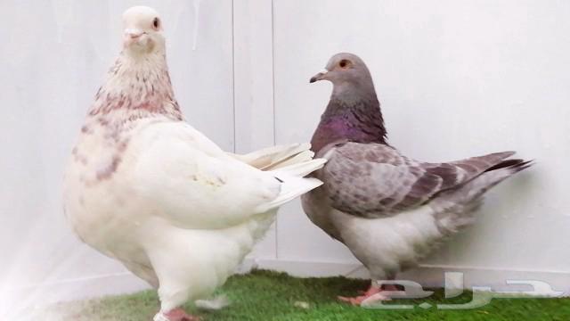 زوجين تاكسن top63175015741058114