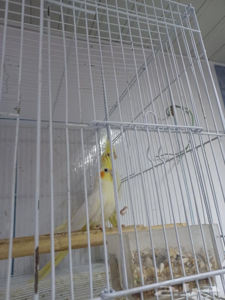 Birds63178187496705112