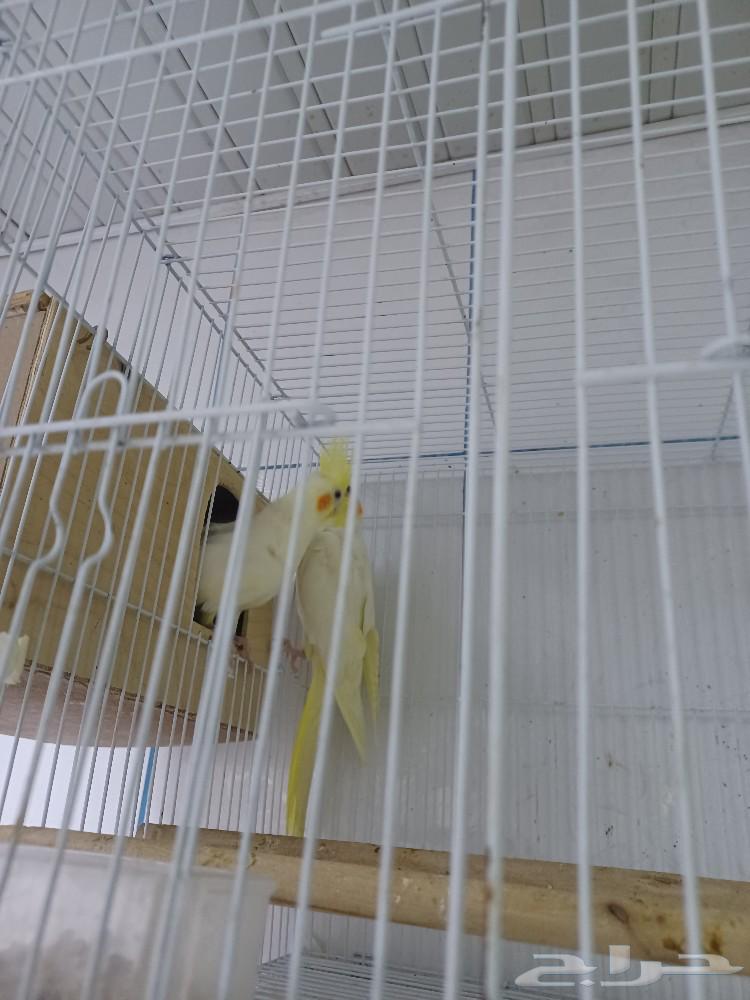 Birds631781874967051120