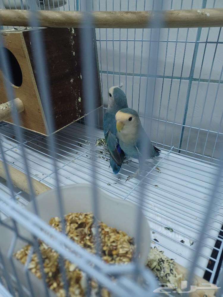 Birds63178187496705111
